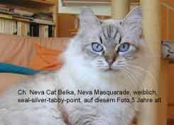 meine Lieblingskatze Ch. Neva Cat Belka, Kastrat