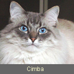 Int.Ch.  Neva Cat Cimba, blue-tabby-point,  Besitzer: Fam. Berger
