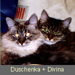 Delicious Cat Divina, seal-tabby-point, und Duschenka, black-tabby, dürfen zusammen bei Fam. Deano/Weltin leben