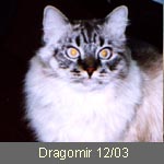 Delicious Cat Dragomir, seal-tabby-point, Besitzer: Fam. Soyez