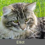 Delicious Cat Elliot, black-tabby, Sibi, Neva- und Blue-Träger, 04/04