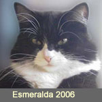 Ch. Delicious Cat Esmeralda, (alias Luna) black-white, im Besitz von Fam. Karban, Schweiz