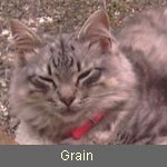 Delicious Cat Grain (alias Teddy), black-silver-tabby-mc, im Besitz von Fam. Kempf