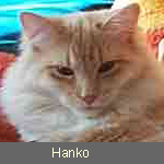 Delicious Cat Hanko, red-silver-tabby-white