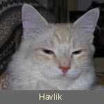 Delicious Cat Havlik (alias Gildin) red-silver-tabby-mc-white, im Besitz von Fam. Zahn