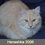 Delicious Cat Henashka, creme-silver-tabby-white
