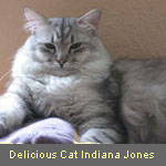 Delicious Cat Indiana Jones