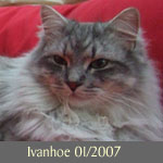 Delicious Cat Ivanhoe, blue-silver-tabby, 18 Wochen, hat freut sich auf zwei Kinder und zwei  Erwachsene