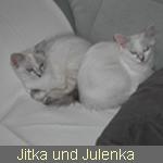 Delicious Cat Jitka und Julenka, seal-silver-torbie-point(?)  und seal-silver-torbie-point-white