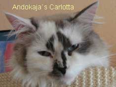 Andokaja´s Carlotta - seal-tortie-smoke-point-white, 2 1/2 Jahre alt