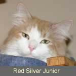 Andokaja´s Red Silver Junior, red-silver-tabby-white, männlich