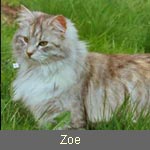 Ch. Andokaja´s Zoe, black-silver-torbie-white, Besitzer: Fam. Baumgarten